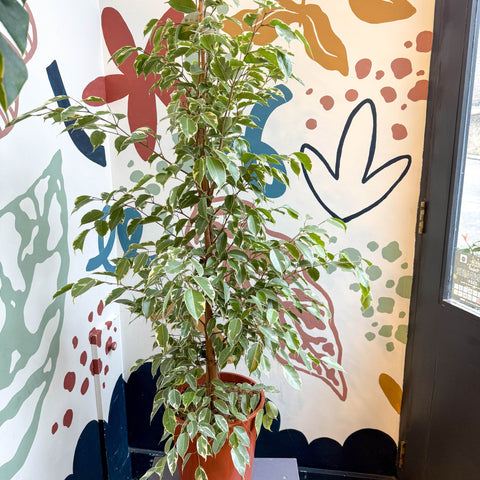 Ficus benjamina 'Golden King' - Weeping Fig - Sprouts of Bristol