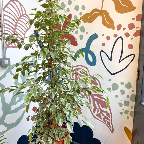 Ficus benjamina 'Golden King' - Weeping Fig - Sprouts of Bristol