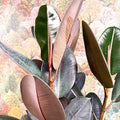 Ficus elastica 'Abidjan' - Burgundy Rubber Plant - Sprouts of Bristol