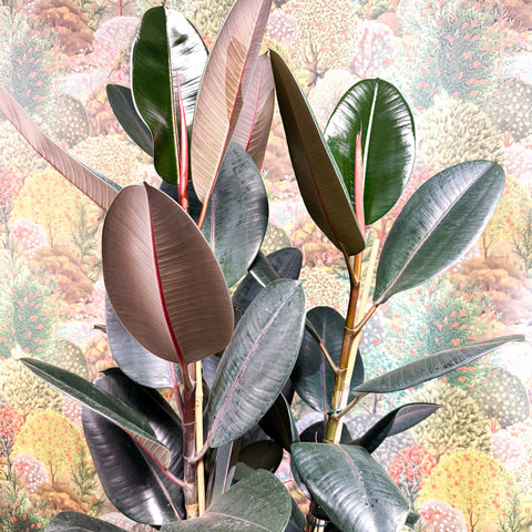 Ficus elastica 'Abidjan' - Burgundy Rubber Plant - Sprouts of Bristol