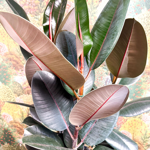 Ficus elastica 'Abidjan' - Burgundy Rubber Plant - Sprouts of Bristol