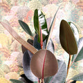 Ficus elastica 'Abidjan' - Burgundy Rubber Plant - Sprouts of Bristol