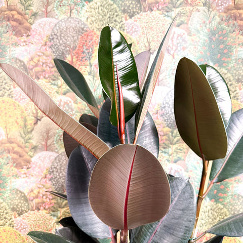 Ficus elastica 'Abidjan' - Burgundy Rubber Plant - Sprouts of Bristol