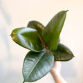 Ficus elastica 'Robusta' - Rubber Plant - Sprouts of Bristol