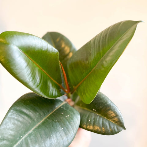 Ficus elastica 'Robusta' - Rubber Plant - Sprouts of Bristol