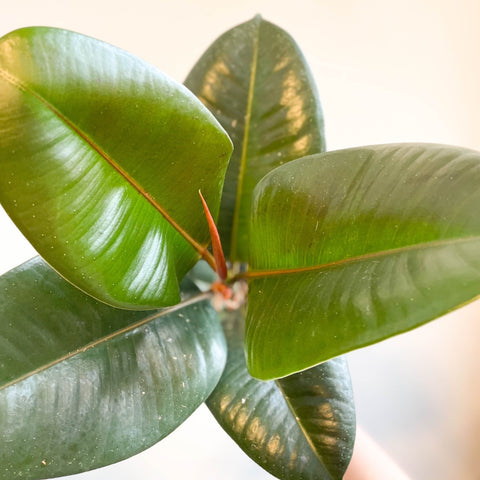Ficus elastica 'Robusta' - Rubber Plant - Sprouts of Bristol
