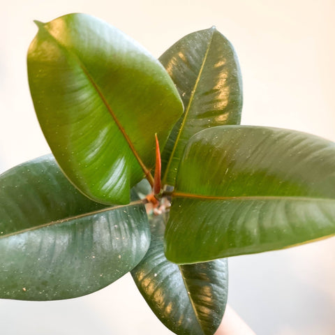 Ficus elastica 'Robusta' - Rubber Plant - Sprouts of Bristol