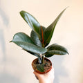 Ficus elastica 'Robusta' - Rubber Plant - Sprouts of Bristol