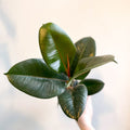 Ficus elastica 'Robusta' - Rubber Plant - Sprouts of Bristol