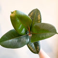 Ficus elastica 'Robusta' - Rubber Plant - Sprouts of Bristol