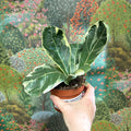 Ficus lyrata ‘Variegata’ – Variegated Fiddle - Leaf Fig - Sprouts of Bristol