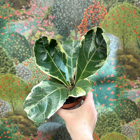 Ficus lyrata ‘Variegata’ – Variegated Fiddle - Leaf Fig - Sprouts of Bristol