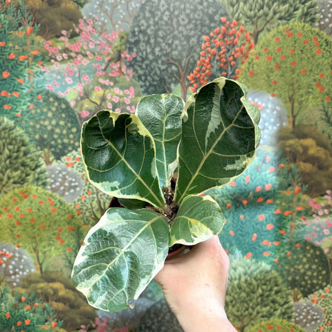 Ficus lyrata ‘Variegata’ – Variegated Fiddle - Leaf Fig - Sprouts of Bristol