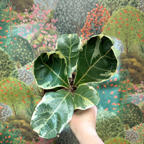 Ficus lyrata ‘Variegata’ – Variegated Fiddle - Leaf Fig - Sprouts of Bristol