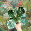 Ficus lyrata ‘Variegata’ – Variegated Fiddle - Leaf Fig - Sprouts of Bristol