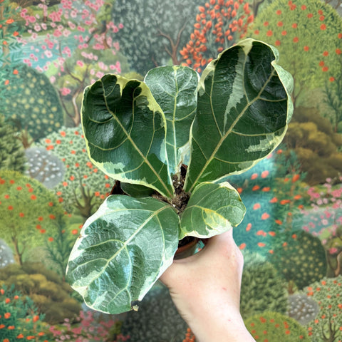 Ficus lyrata ‘Variegata’ – Variegated Fiddle - Leaf Fig - Sprouts of Bristol