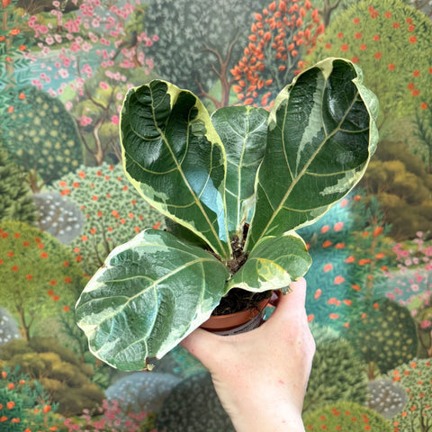 Ficus lyrata ‘Variegata’ – Variegated Fiddle - Leaf Fig - Sprouts of Bristol
