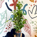 Ficus microcarpa ‘Moclame’ – Indian Laurel Fig - Sprouts of Bristol