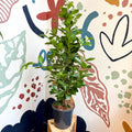 Ficus microcarpa ‘Moclame’ – Indian Laurel Fig - Sprouts of Bristol