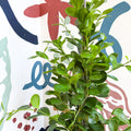 Ficus microcarpa ‘Moclame’ – Indian Laurel Fig - Sprouts of Bristol