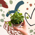 Ficus pumila 'Green Sunny' - Creeping Fig - Sprouts of Bristol