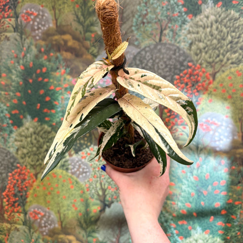 Ficus sagittata ‘Variegata Pink’ - Sprouts of Bristol