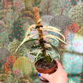 Ficus sagittata ‘Variegata Pink’ - Sprouts of Bristol