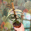 Ficus sagittata ‘Variegata Pink’ - Sprouts of Bristol