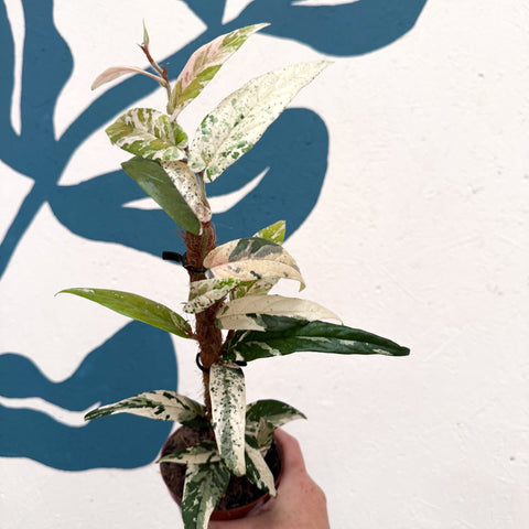Ficus sagittata ‘Variegata Pink’ - Sprouts of Bristol