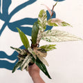 Ficus sagittata ‘Variegata Pink’ - Sprouts of Bristol