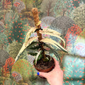 Ficus sagittata ‘Variegata Pink’ - Sprouts of Bristol