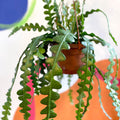 Fishbone Cactus - Epiphyllum anguliger - Sprouts of Bristol