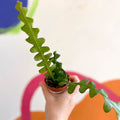 Fishbone Cactus - Epiphyllum anguliger - Sprouts of Bristol
