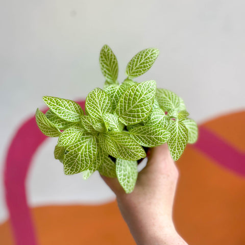 Fittonia argyroneura 'Mini Lemon' - Sprouts of Bristol
