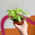 Fittonia argyroneura 'Mini Lemon' - Sprouts of Bristol