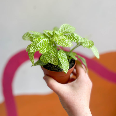 Fittonia argyroneura 'Mini Lemon' - Sprouts of Bristol