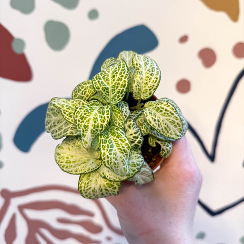 Fittonia argyroneura ‘Mosaic Lemon’ - Sprouts of Bristol
