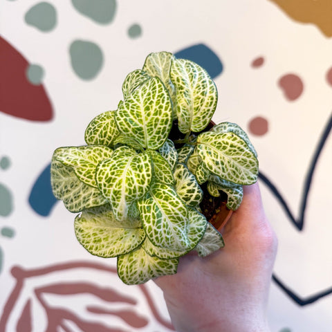 Fittonia argyroneura ‘Mosaic Lemon’ - Sprouts of Bristol