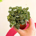 Fittonia argyroneura 'Mosaic Shadow' - Sprouts of Bristol