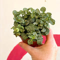 Fittonia argyroneura 'Mosaic Shadow' - Sprouts of Bristol