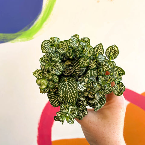 Fittonia argyroneura 'Mosaic Shadow' - Sprouts of Bristol