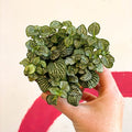 Fittonia argyroneura 'Mosaic Shadow' - Sprouts of Bristol
