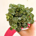 Fittonia argyroneura 'Mosaic Shadow' - Sprouts of Bristol