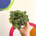 Fittonia argyroneura 'Mosaic Shadow' - Sprouts of Bristol