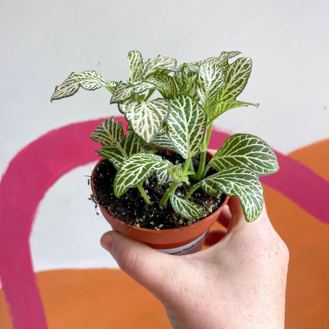 Fittonia argyroneura 'Purple Snow Anne' - Sprouts of Bristol