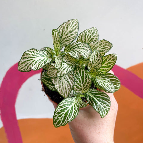 Fittonia argyroneura 'Purple Snow Anne' - Sprouts of Bristol