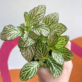 Fittonia argyroneura 'Purple Snow Anne' - Sprouts of Bristol