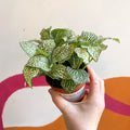 Fittonia argyroneura 'White Anne' - Sprouts of Bristol