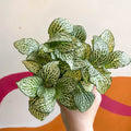 Fittonia argyroneura 'White Anne' - Sprouts of Bristol