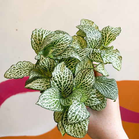 Fittonia argyroneura 'White Anne' - Sprouts of Bristol